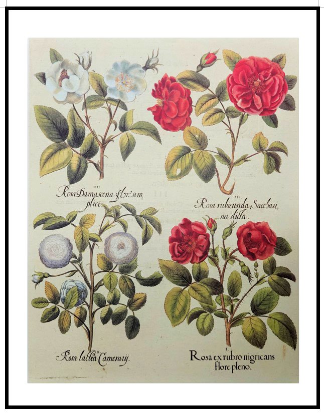 AQP HE64 Roses (Antique Prints)